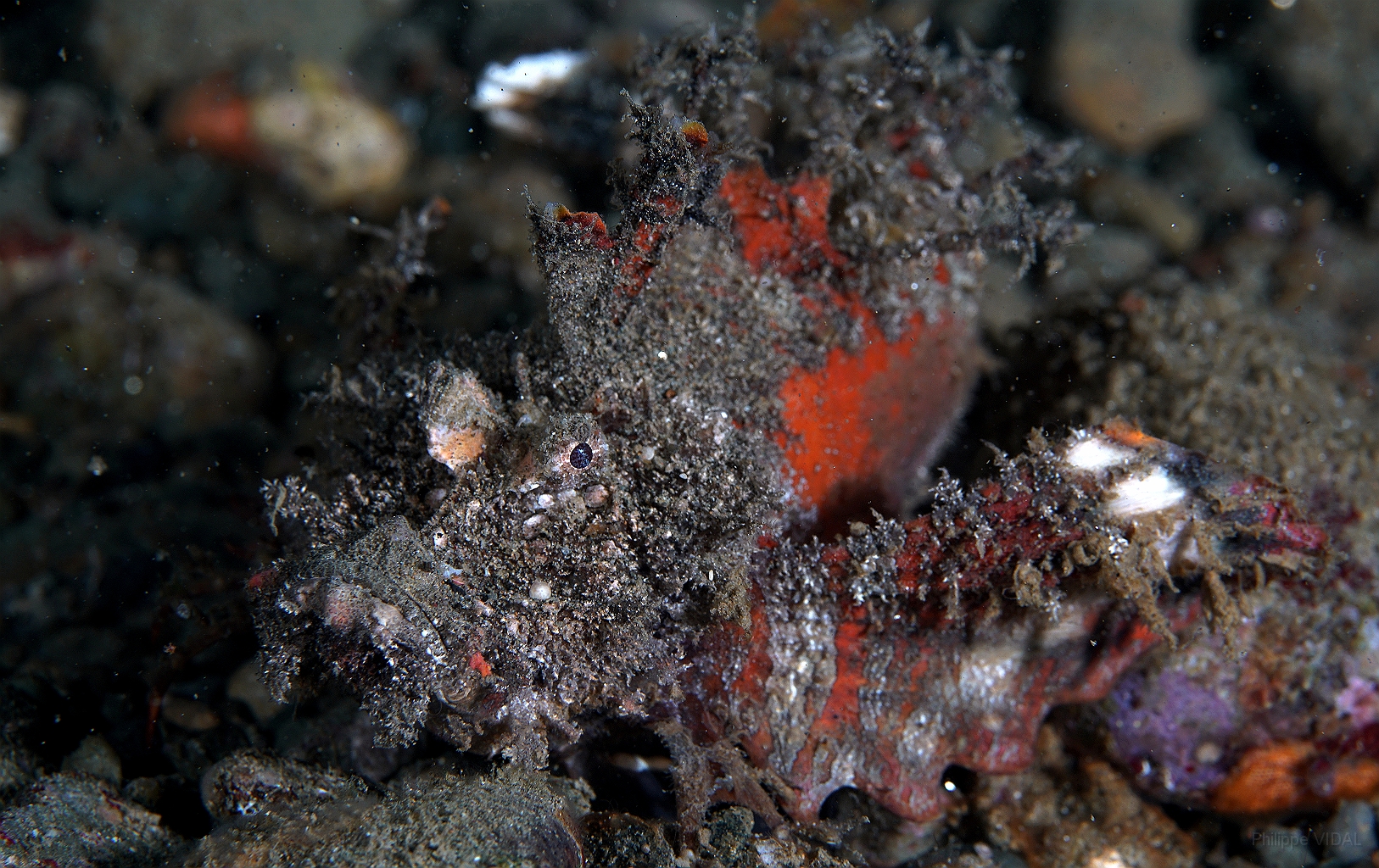 Banda Sea 2018 - DSC05578_rc - Spiny devilfish - poisson demon - Inimicus didactylus.jpg